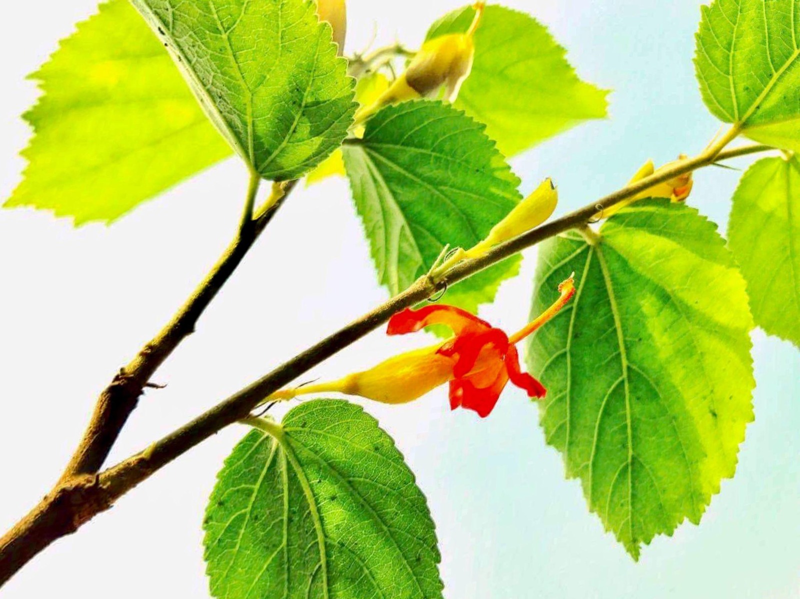 Benefits of Gudmar