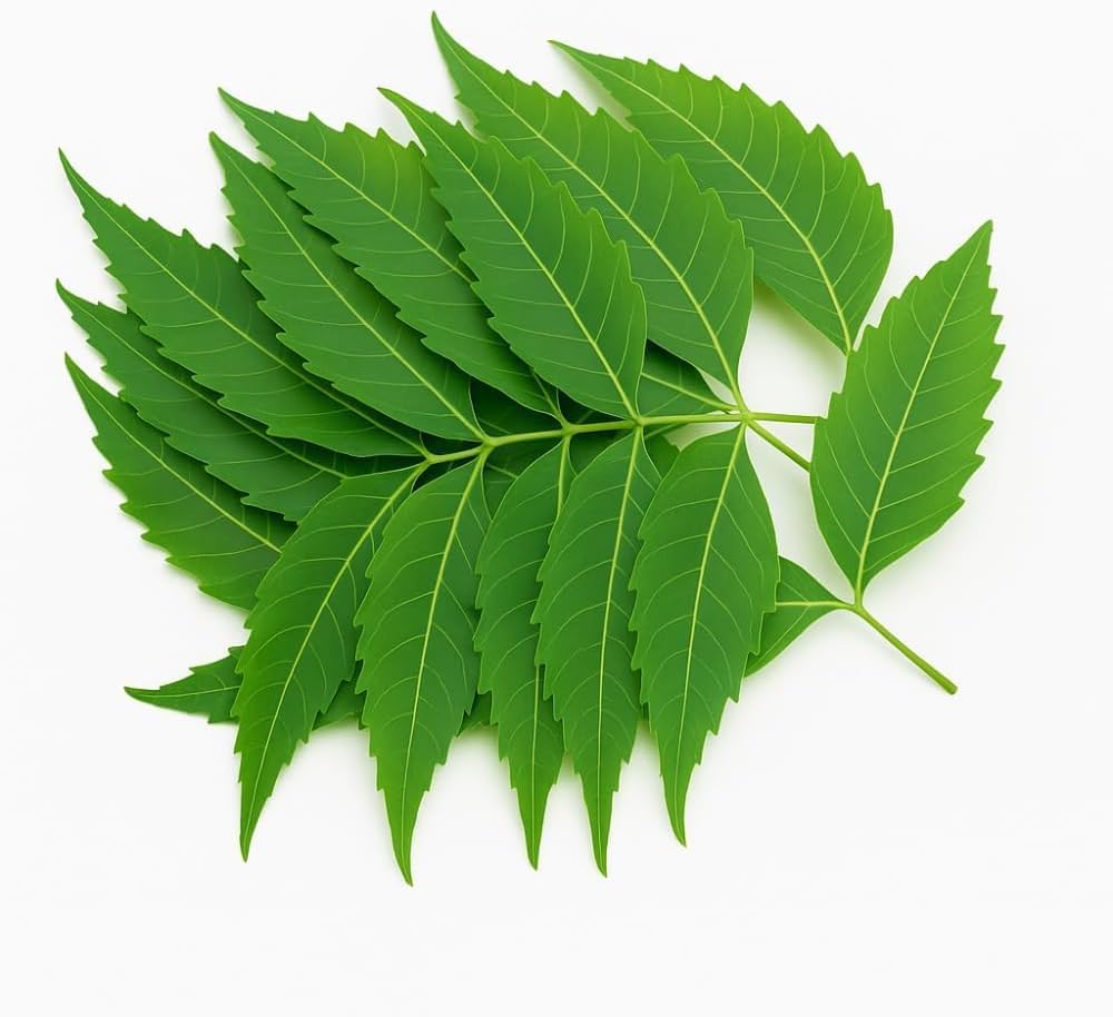 Benefits of Neem